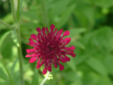 Knautia macedonica  bestellen